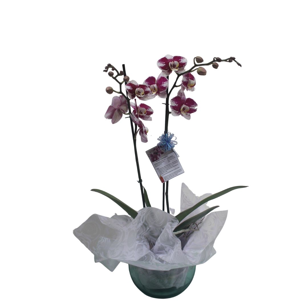 Reina_01-D_elegancia_eterna_Floristeria_la_reina